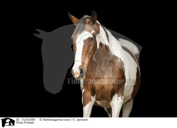 Pinto Portrait / VJ-03389