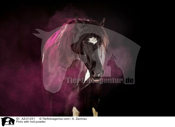 Pinto mit holi Pulver / Pinto with holi powder / AZ-01251