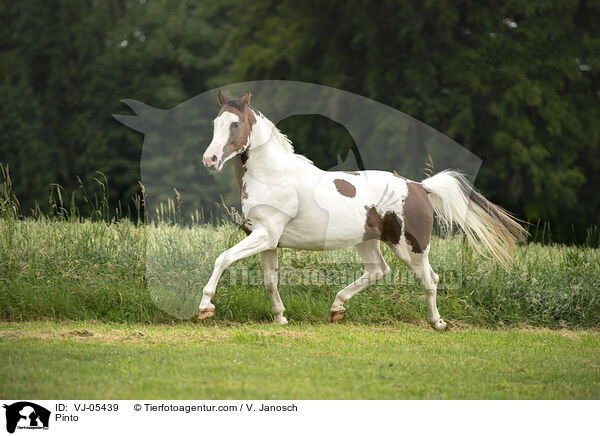 Pinto / Pinto / VJ-05439