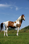 Pinto stallion