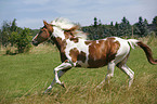 Pinto stallion