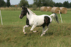 galloping Pinto