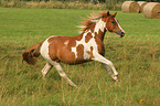 galloping Pinto