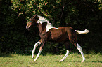 Pinto foal