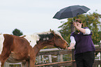 Haflinger horse and pinto