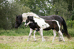Pinto mare with foal