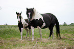 Pinto mare with foal
