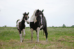 Pinto mare with foal