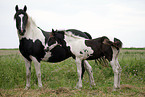 Pinto mare with foal