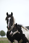 Pinto mare with foal