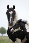 Pinto mare with foal