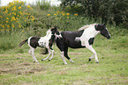 Pinto mare with foal