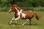 galloping Pinto