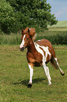 galloping Pinto