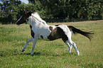 galloping Pinto