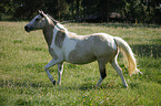 walking Pinto