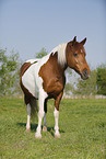 Pinto stands on meadow