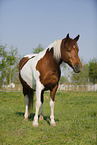 Pinto stands on meadow