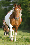 trotting Pinto on meadow