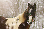 Pinto in snow flurries