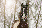 Pinto in snow flurries