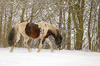 Pinto in snow flurries