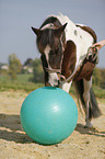 Pinto with ball