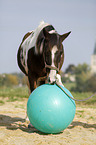 Pinto with ball