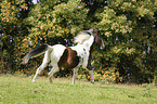 galloping Pinto