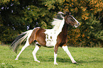 galloping Pinto