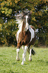 trotting Pinto