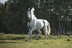 trotting Pinto