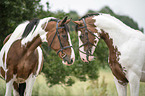 2 Pintos