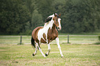 trotting Pinto