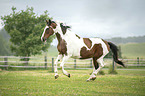 galloping Pinto