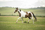 trotting Pinto