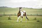 trotting Pinto