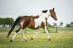 trotting Pinto