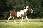 trotting Pinto