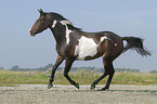 galloping Pinto