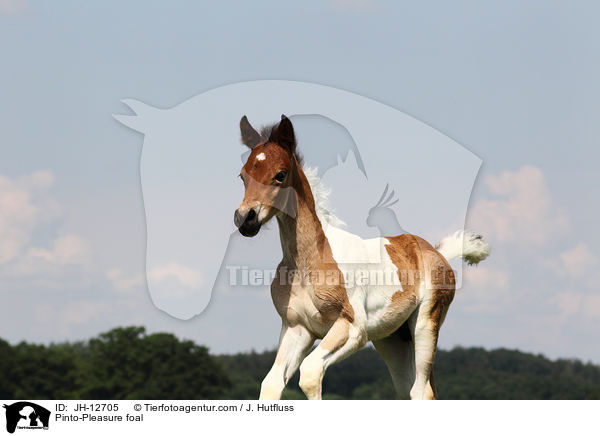 Pinto-Pleasure Fohlen / Pinto-Pleasure foal / JH-12705