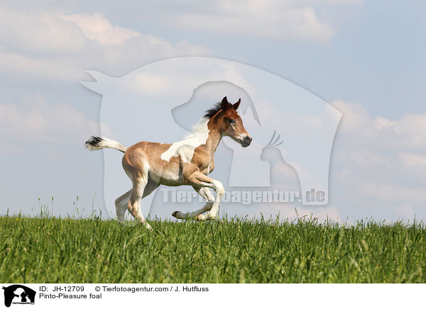 Pinto-Pleasure foal / JH-12709