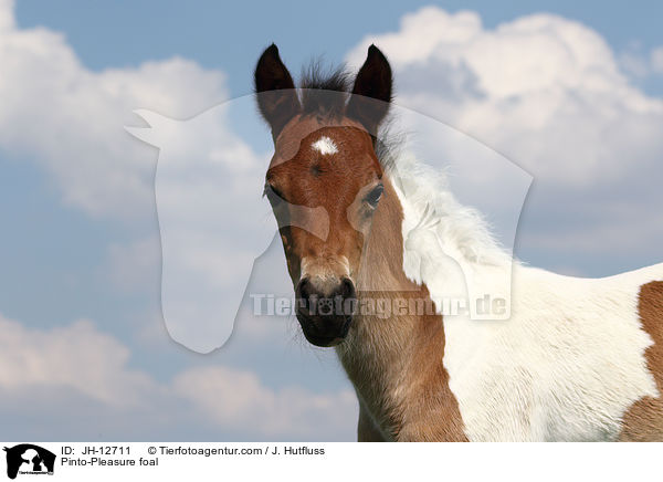 Pinto-Pleasure Fohlen / Pinto-Pleasure foal / JH-12711