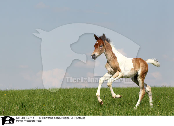 Pinto-Pleasure Fohlen / Pinto-Pleasure foal / JH-12716