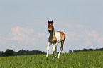 Pinto-Pleasure foal