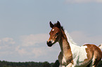 Pinto-Pleasure foal