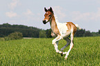 Pinto-Pleasure foal