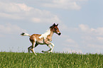 Pinto-Pleasure foal