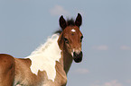 Pinto-Pleasure foal