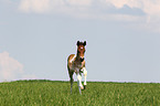 Pinto-Pleasure foal